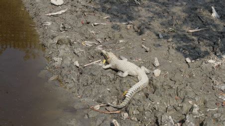 Sundarbans: Crocodiles intruding locality, raising fears | The Business ...