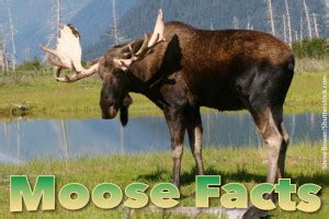 Moose Facts, Images, Information & Video For Kids & Adults