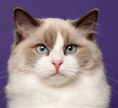 Ragdoll Cat Breed: Everything You Need To Know [2020]