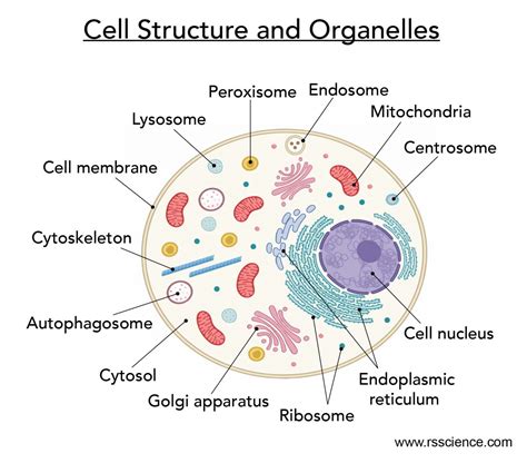 Cell organelles and their functions – Artofit