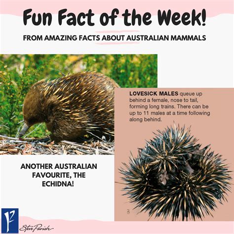 Amazing facts about Australian Mammals | Fun facts, Fun homeschool, How ...