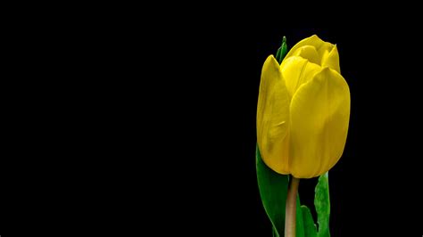 Tulip Flower Yellow Plant Petals 4K HD Wallpapers | HD Wallpapers | ID ...