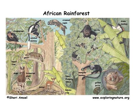 African Rainforest