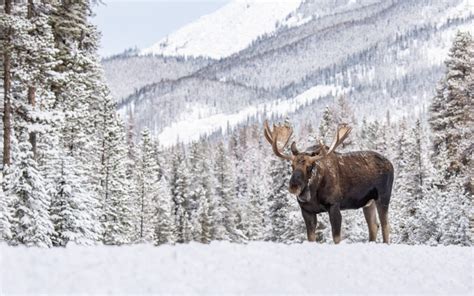 Visit Banff & Lake Louise in Winter | Dream by Luxury Escapes