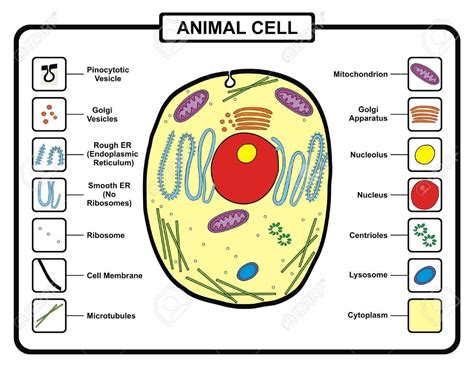 Cell Membrane Function In Animal Cell And Plant Cell