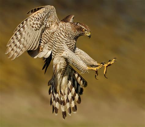 Goshawk