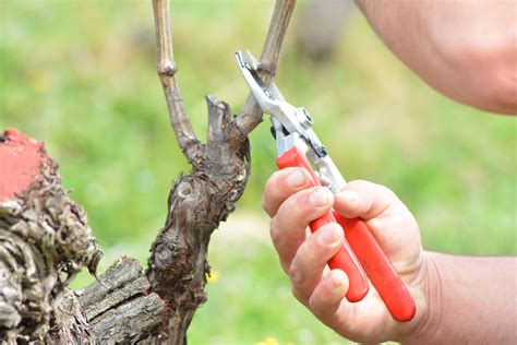 Winter Pruning: The most important vineyard work — Ktima Kir-Yianni