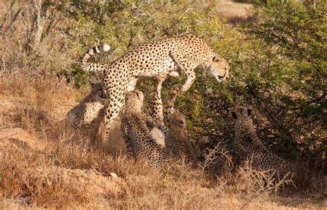 Close encounters with cheetah at Kwandwe - Africa Geographic