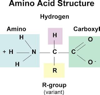 Amino Acid Chart | ChemTalk