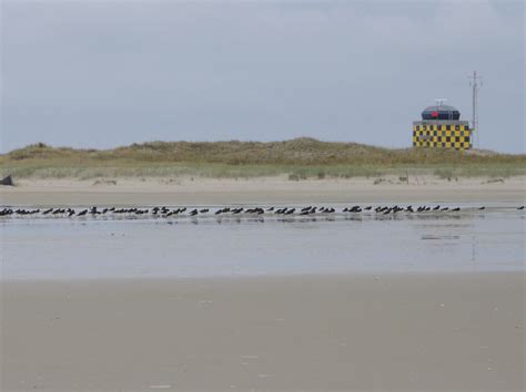 Oystercatchers returning from inland breeding grounds - UvA-BiTS