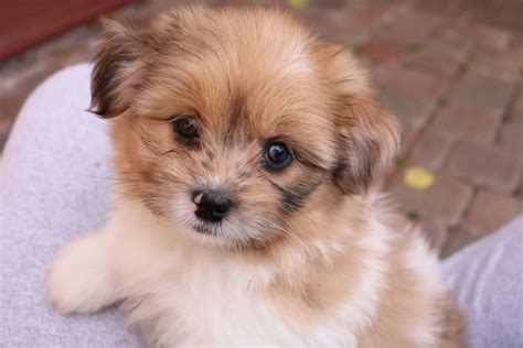 Adorable Female PomShih Puppy For Sale Nov 3rd 2017 | Paradise Puppies