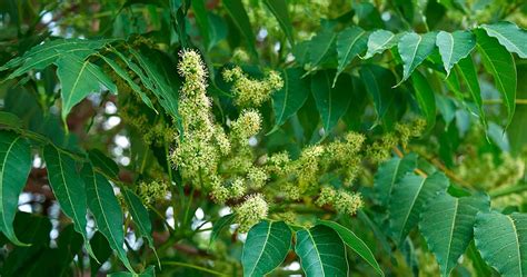 How Do Spotted Lanternflies Damage Trees: Important Facts