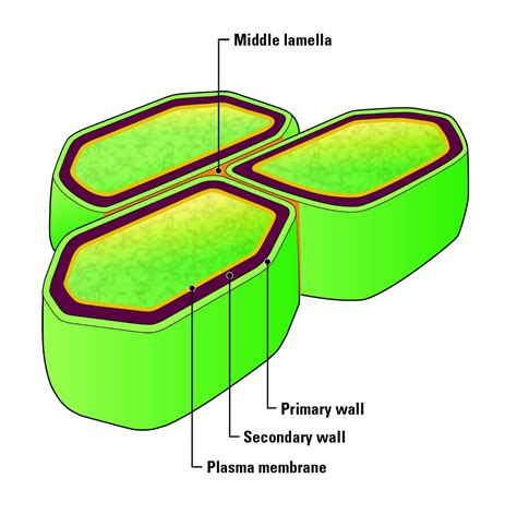 What is the function of the middle lamella in the cell wall?