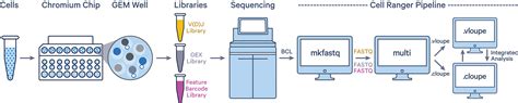 What is Cell Ranger for Immune Profiling? -Software -Single Cell Immune ...