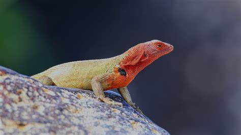 The Lava Lizard: Exploring Galapagos Islands' Fauna | Celebrity Cruises ...