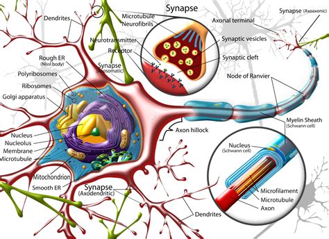 Neuron Diagram - Straight from a Scientist