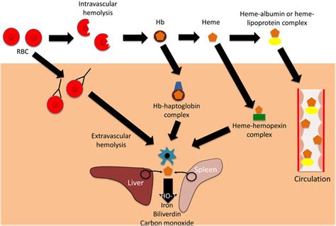 Mechanisms and consequences of hemolysis. The fate of the contents of ...