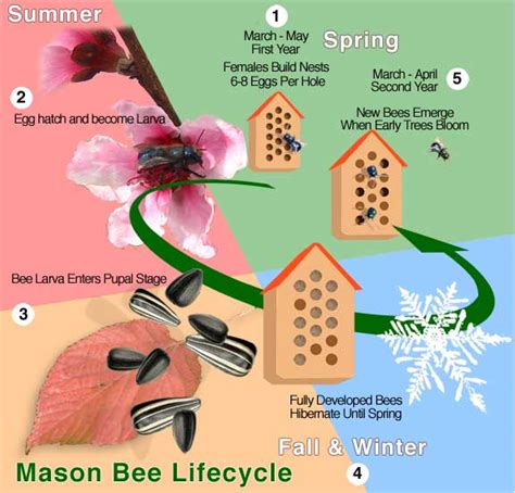 Exploring the diverse world of Pollination - Mason Bee Lifecycle