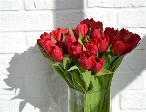 Ý nghĩa hoa tulip theo từng màu sắc và cách trồng