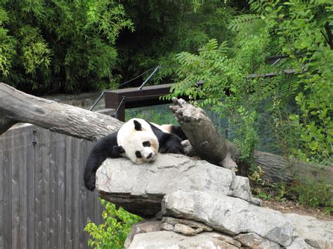 National Zoo 2010 - Giant Panda resting in Fujifilm Giant Panda Habitat - ZooChat