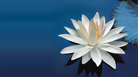 Lotus Flower Wallpapers - Top Free Lotus Flower Backgrounds ...