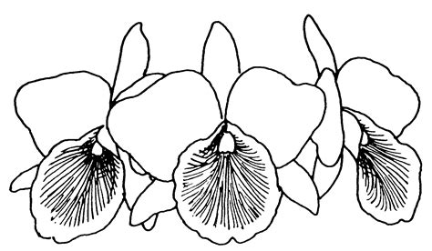 Orchid Coloring Pages - Best Coloring Pages For Kids | Printable flower ...