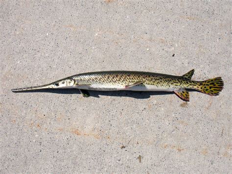 Gar and Redhorse - Ontario Fishing Reports - Ontario Fishing Forums