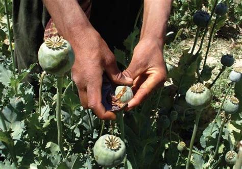 opium poppy | Description, Drugs, & Seeds | Britannica.com