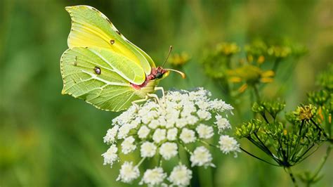 Brimstone Butterfly Stock Photos, Images and Backgrounds for Free Download