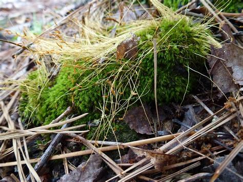 Moss Gametophyte and Sporophyte: General Biology Lab: Loyola University ...