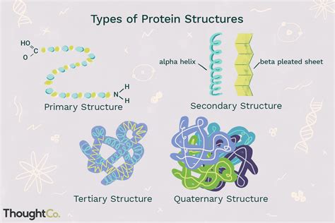 Four Types of Protein Structure