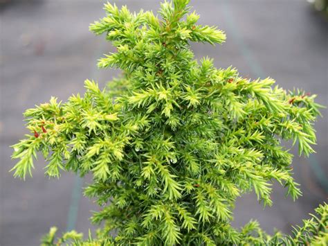 Pacific NorthWest Propagators Inc. - CRYPTOMERIA