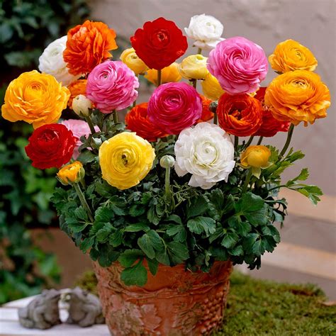 Ranunculus bulbs buy online india at seedsnpots.com