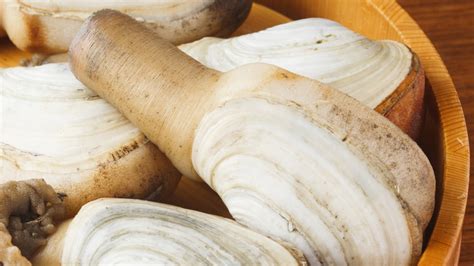 The Truth About Geoducks