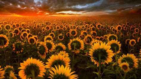 1920x1080 Sunflower Field Laptop Full HD 1080P HD 4k Wallpapers, Images ...