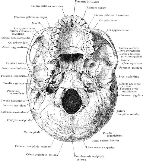 Base of Skull | ClipArt ETC