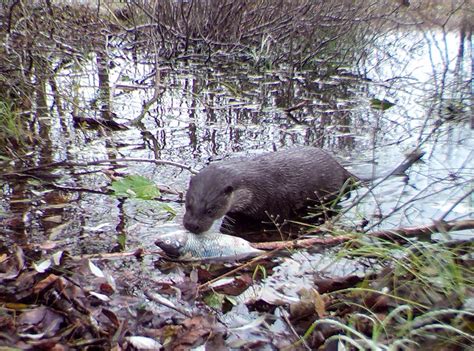 Wildlife is Abundant in Chernobyl Exclusion Zone, Confirms New Study ...