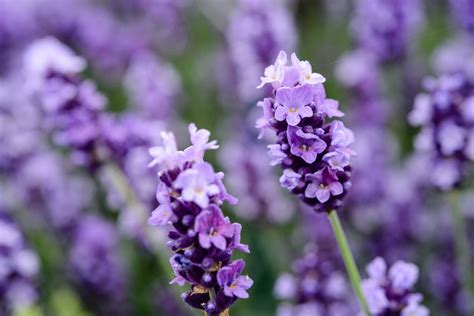 How To Grow Lavender - BBC Gardeners World Magazine