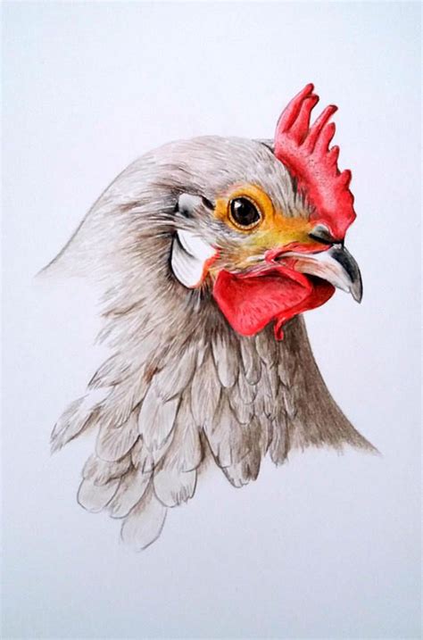 chicken drawing chicken portrait original fine art colored | Chicken ...