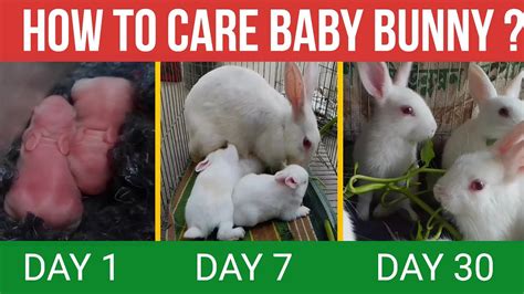 Baby bunny care | Baby rabbit care with 30 day update – HousePetsCare.com