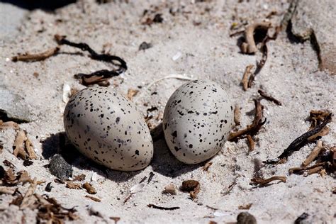 Blackish Oystercatcher Eggs Photograph by David Hosking - Fine Art America