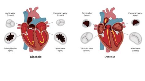 Heart murmurs in dogs — Elwood vet