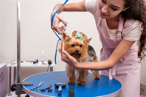 Professional Dog Grooming: Your Dog Grooming Questions Answered