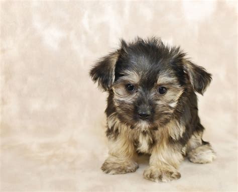 How Many Puppies Are In A Morkie Litter