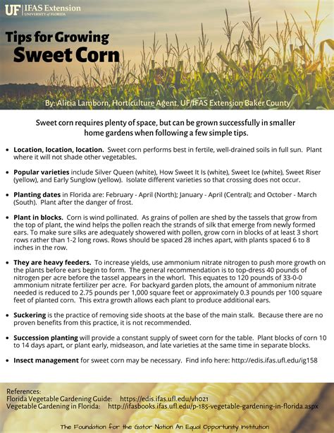 Tips for Growing Sweet Corn - UF/IFAS Extension Baker County