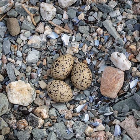 Oystercatcher eggs just above the tideline on the shore of Loch Striven ...