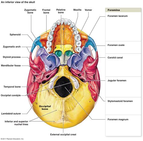 parietal bone Colouring Pages (page 2) | Anatomy bones, Basic anatomy ...