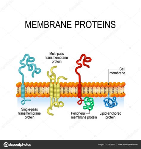 Membrane Proteins Integral Peripheral Membrane Proteins Single Pass ...