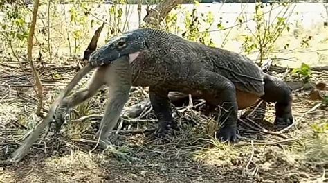 Graphic video shows komodo dragon swallowing monkey whole | Fox News