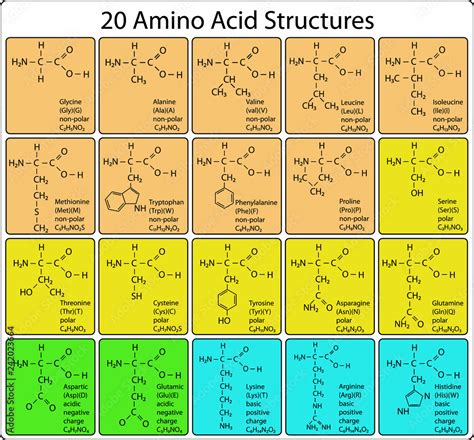 Amino Acid Structure